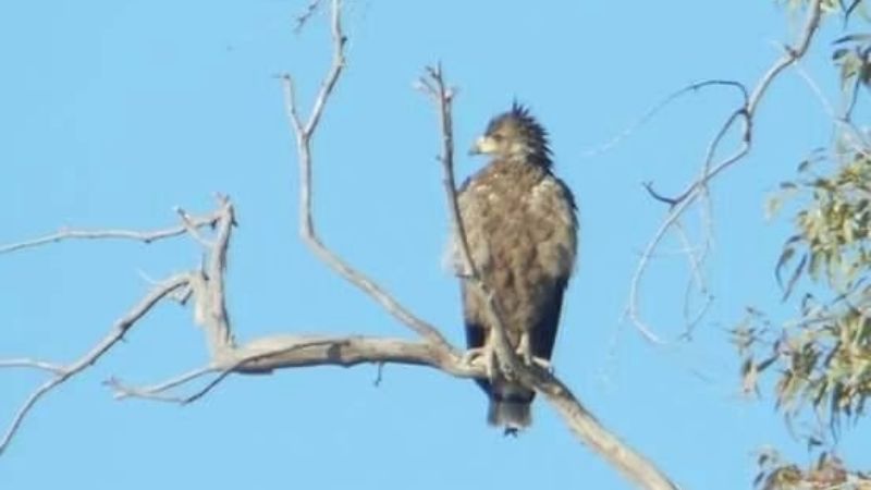 Descubrieron aves escasas en Parque Sarmiento
