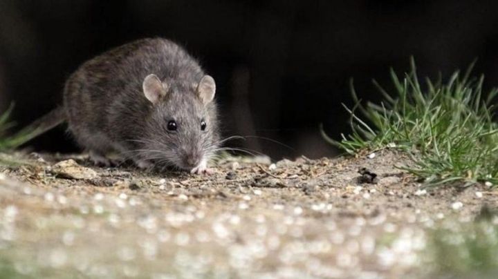 Ómicron: ¿podría tener su origen en un ratón?