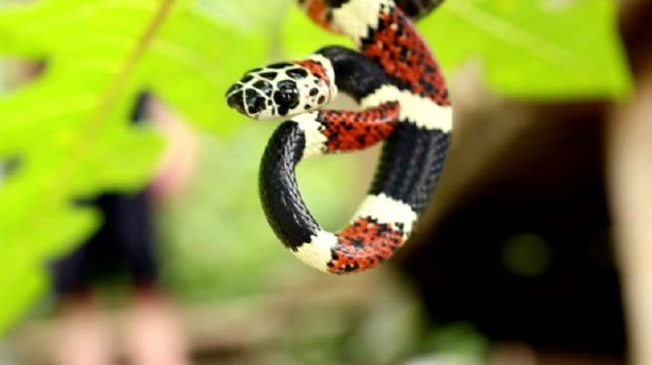 Enorme avispón dificulta que una serpiente se trague a otra como banquete