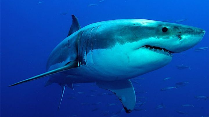 Captan un tiburón blanco nadando de espaldas