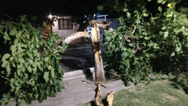 Por los fuertes vientos, se cayó un árbol en plena zona céntrica