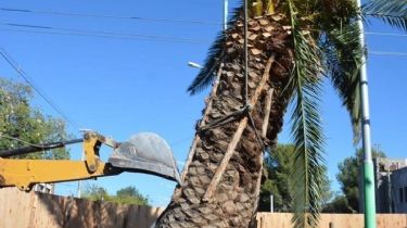 Arrancaron la palmera de 50 años de la rotonda del Marcial Quiroga