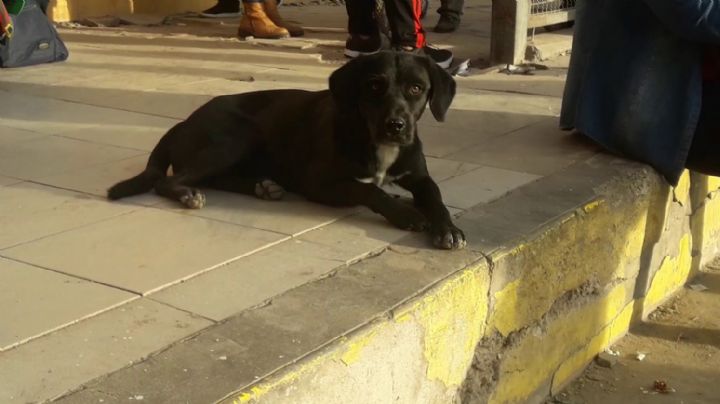 Quiso esquivar un perro en Chimbas y terminó fracturado en el hospital