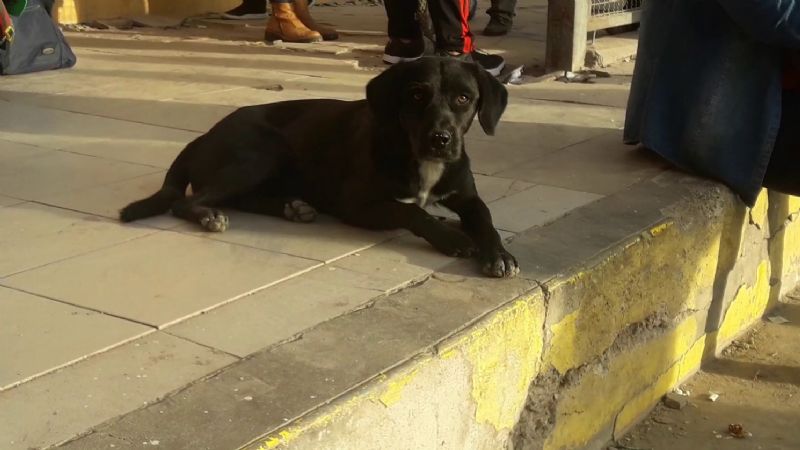 Siguen vacunando a los perros callejeros en Caucete
