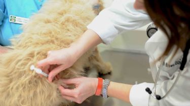 Atención vecino de Rivadavia: este viernes podés vacunar a tu mascota