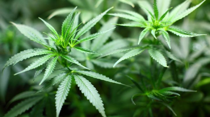 Inauguraron ‘Cannabis Conicet’, una empresa pública para el desarrollo medicinal