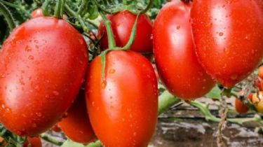Debido a la situación sanitaria Congreso Mundial del Tomate será totalmente virtual