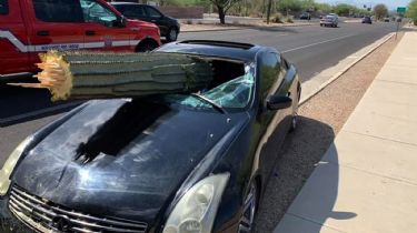 Un cactus de metro y medio de largo perfora el parabrisas de un auto deportivo pero el conductor sale ileso