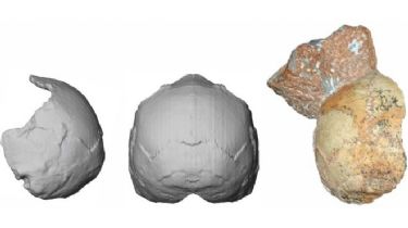 El cráneo que desafía lo que sabemos sobre cuándo los humanos salieron por primera vez de África