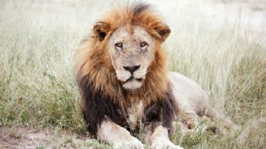 Cazadores disparan a quemarropa a un león y se felicitan por su 'hazaña'