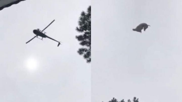 Aseguran que se comieron el animal arrojado desde un helicóptero