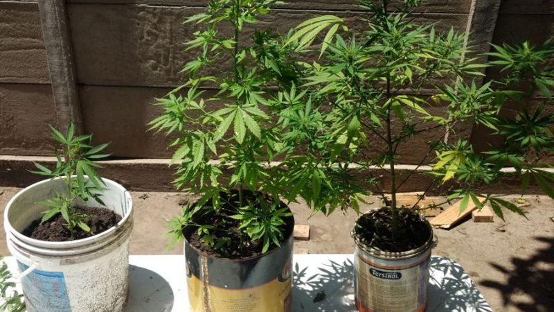 Atraparon a una cultivadora de marihuana en el Valle Grande