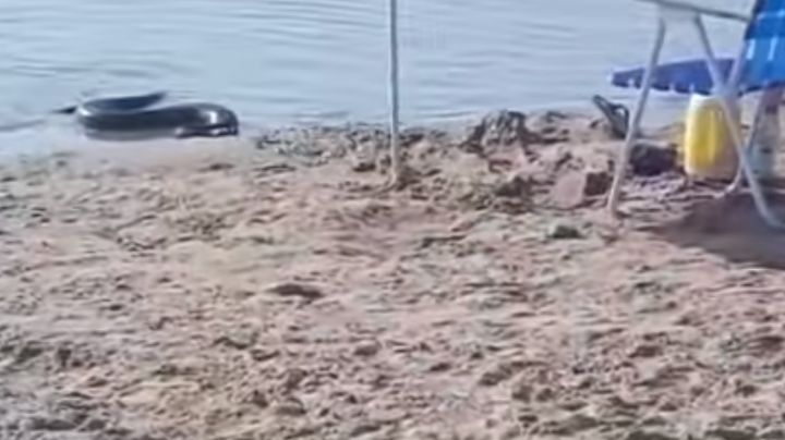Video terrible: una anaconda apareció un balneario y causó pánico
