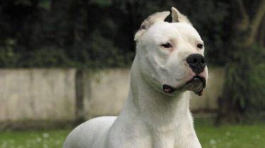 Las razas de 'perros peligrosos' que quieren registrar en San Juan