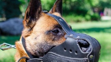 Las razas de 'perros peligrosos' que quieren registrar en San Juan