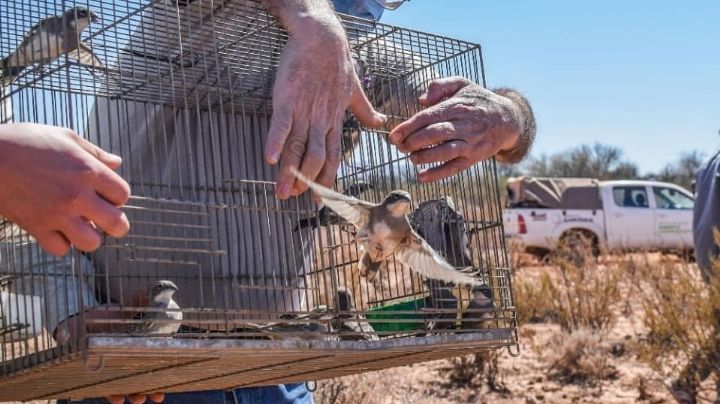 A volar: el Faunístico liberó a casi 100 aves rehabilitadas