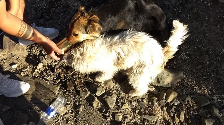 Rescató a dos perros en el desierto y conmovió a los sanjuaninos