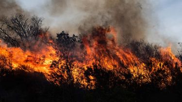San Martín: por un incendio, perdió miles de parrales de uva
