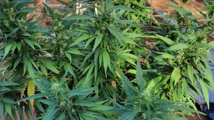 Avanza la obra de plantación de Cannabis en Sarmiento