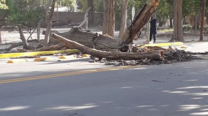 Video: El viento sur derribó un importante árbol frente al Palomar