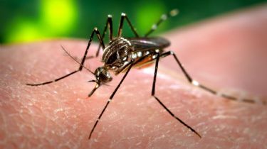 Dengue, así quedó San Juan en el ranking nacional