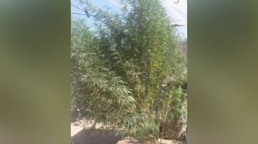 Ullúm era Jamaica: dieron con plantas de marihuana más grandes que la casa