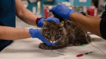 Inesperado: dos gatos se contagiaron de coronavirus