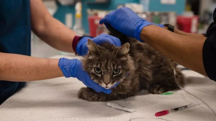 Inesperado: dos gatos se contagiaron de coronavirus