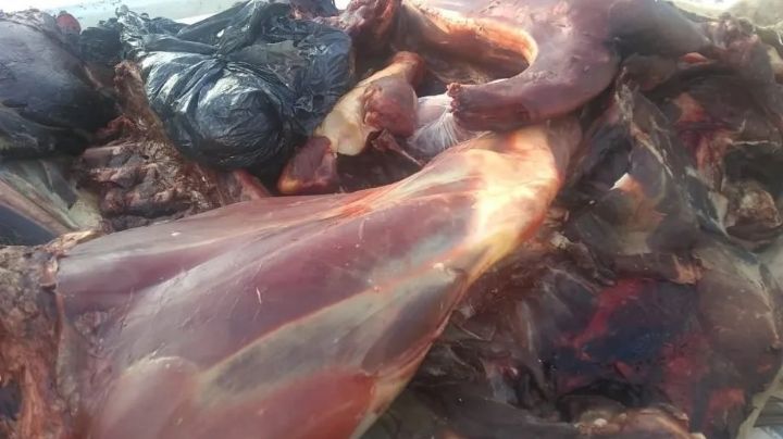 Doble falta: violaron la cuarentena y los encontraron con 70 kilos de carne de guanaco