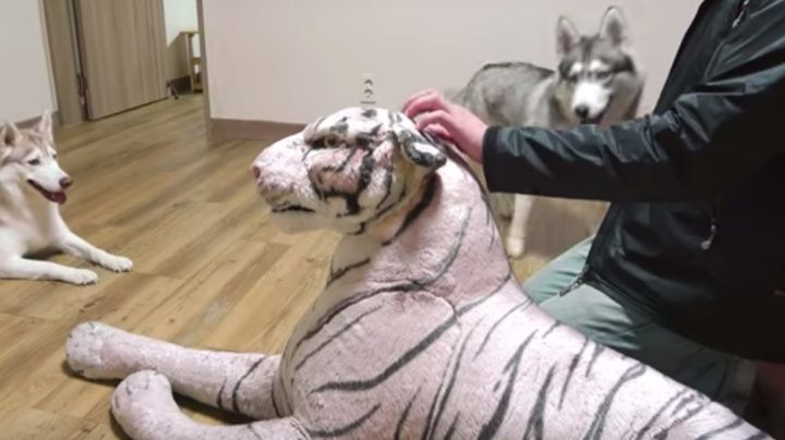Colocó un tigre de peluche frente a sus mascotas y su reacción se volvió viral