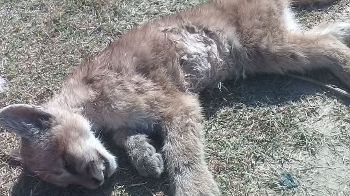 Familia halló un puma muerto en su casa de Ullúm