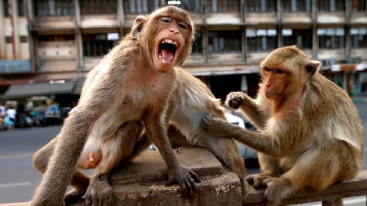 Monos 'chorros' afanaron a un médico con pruebas de coronavirus