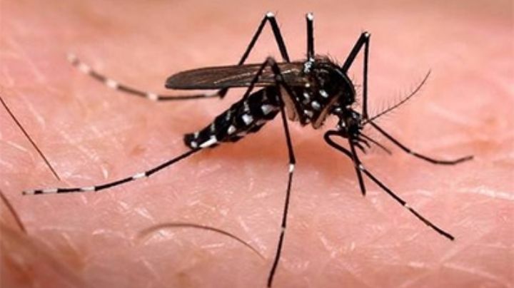 Mirá en que provincia crece la preocupación por los casos de dengue