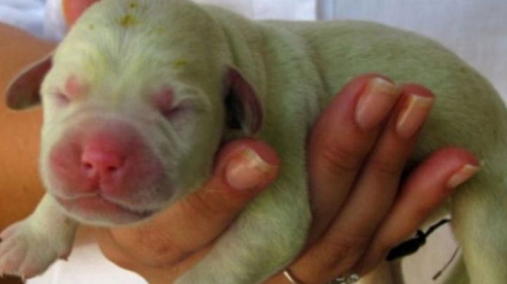 Sorpresa por el nacimiento de un perro de color verde