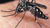 ANMAT aprobó una vacuna contra el dengue