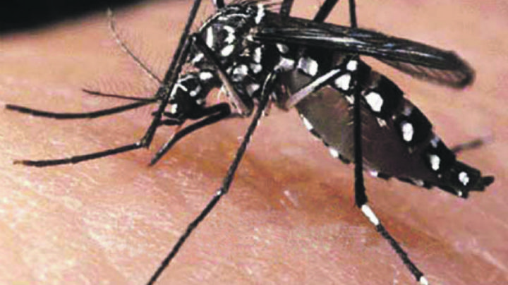 Dengue en Argentina: sigue la baja de casos