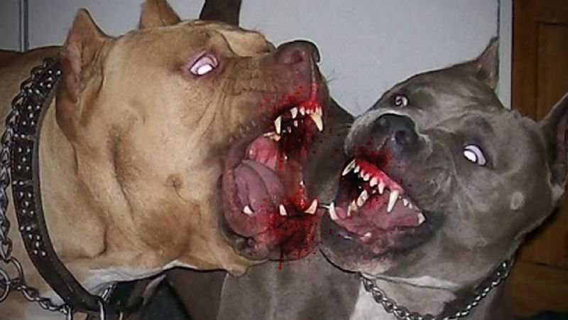 Las impactantes imágenes del ladrón asesinado por pitbulls