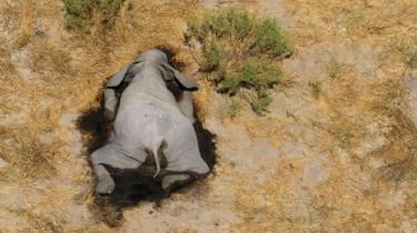 Desde el aire, las fotos de más de 300 elefantes muertos en África