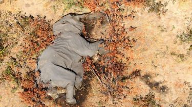 Desde el aire, las fotos de más de 300 elefantes muertos en África