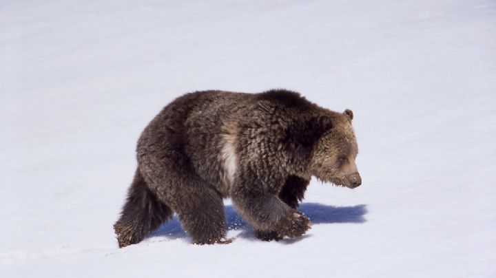 VIDEO: un oso jugó a la "pilladita" con un esquiador