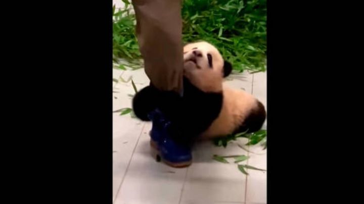VIDEO: El panda que no quiere que su cuidador se vaya