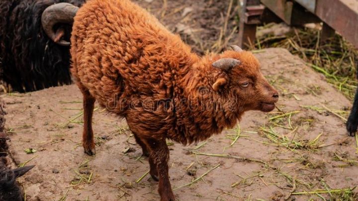 Sangrienta pelea vecinal por una oveja dejó tres personas muertas