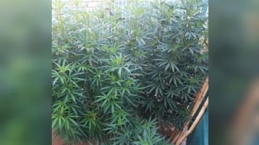 Buscaban objetos robados y se toparon con plantas de cannabis gigantes
