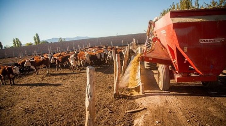 Por la sequía: ganaderos piden forrajes, represas y más perforaciones