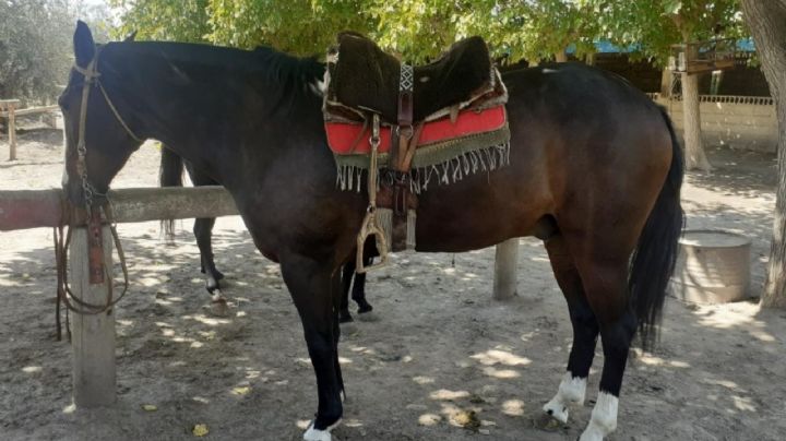 Albardón: un caballo pateó a un niño y lo dejó hospitalizado