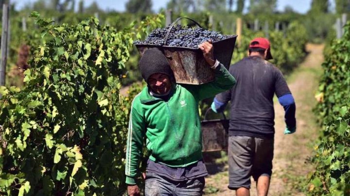 El martes será un día clave para la jubilación anticipada de obreros de viñas