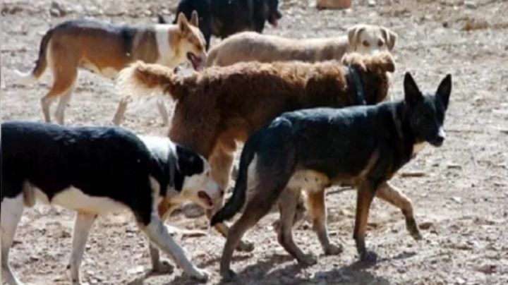 La jauría atacó a deportistas: el rastrillaje ubicó a los canes sin lograr su captura