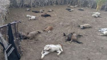 Misterio por la aparición de animales muertos en Angaco
