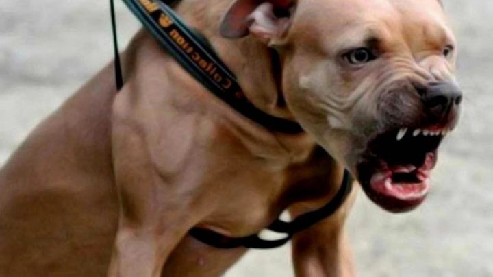 Tenencia "irresponsable": Sólo 200 perros peligrosos registrados con la nueva ley