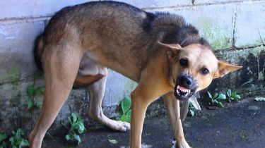 Lamentable: un perro callejero le desfiguró la cara a una niña